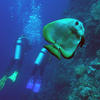 Picture taken during the dive