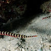 Picture taken during the dive