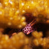 Picture taken during the dive