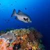 Picture taken during the dive