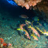 Picture taken during the dive