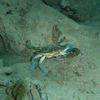 Picture taken during the dive