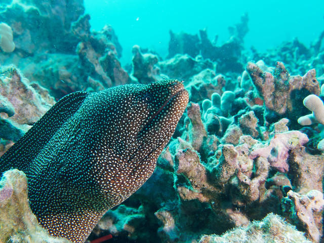 Mauna Lani Sea Adventures, Inc. - Dive Center in United States