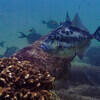 Picture taken during the dive