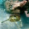 Picture taken during the dive