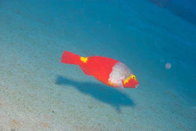 Diving in Spain, Lanzarote - By Ksso