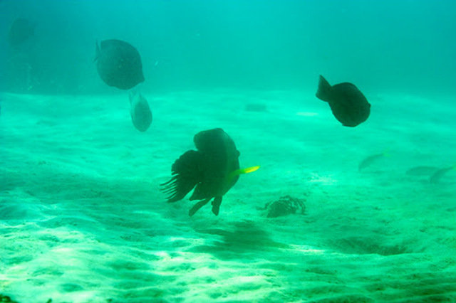 Pirates Diving Network - Dive Center in Egypt