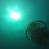 Picture taken during the dive