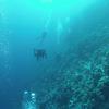 Picture taken during the dive