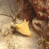 Picture taken during the dive
