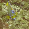 Picture taken during the dive