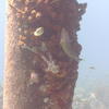 Picture taken during the dive