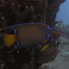 Picture taken during the dive