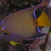 Picture taken during the dive