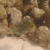 Picture taken during the dive