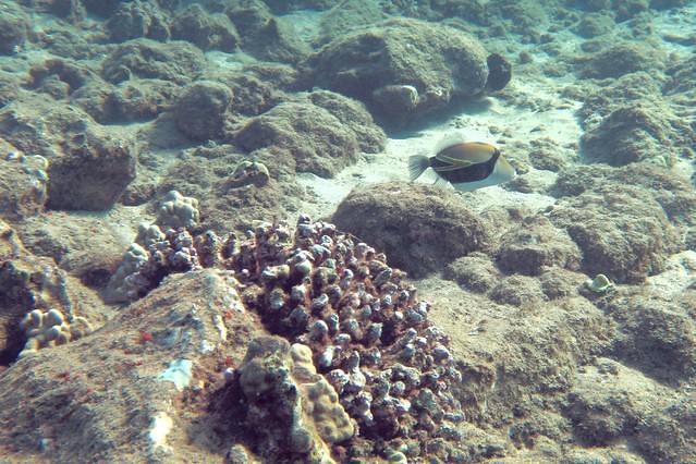 Maui Dreams Dive Co. - Dive Center in United States