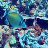 Picture taken during the dive