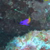 Picture taken during the dive