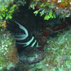 Picture taken during the dive