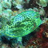 Picture taken during the dive