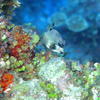 Picture taken during the dive
