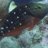 Picture taken during the dive