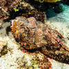 Picture taken during the dive