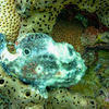 Picture taken during the dive