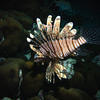 Picture taken during the dive