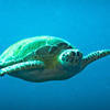 Picture taken during the dive
