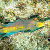 Picture taken during the dive