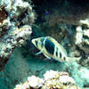 Picture taken during the dive