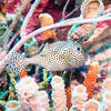 Picture taken during the dive