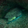 Picture taken during the dive