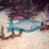 Picture taken during the dive
