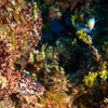 Picture taken during the dive