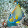Picture taken during the dive