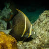 Picture taken during the dive