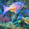 Picture taken during the dive
