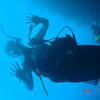 Picture taken during the dive