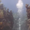 Picture taken during the dive