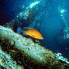 Picture taken during the dive