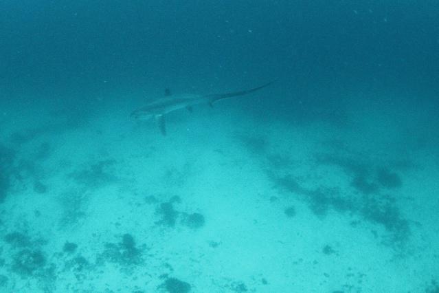 Thresher Shark Divers - Dive Center in Philippines