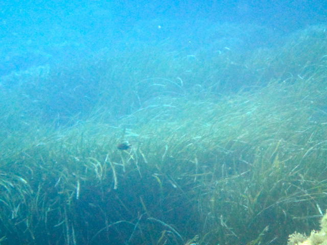 CENTRE DE PLONGEE CASTILLE - Dive Center in France