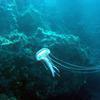 Picture taken during the dive