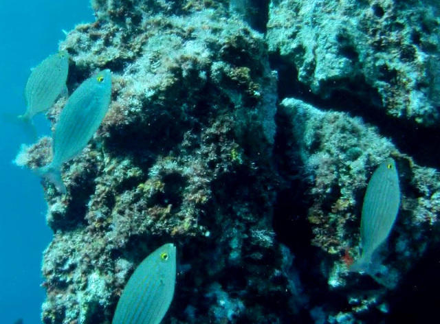 Diving Coral Reef - Dive Center in Italy