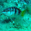 Picture taken during the dive