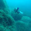 Picture taken during the dive