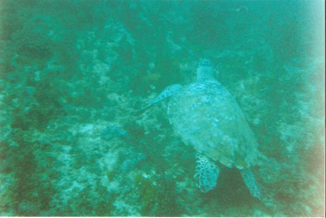 Southern Cross Scuba - Dive Center