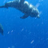 Picture taken during the dive